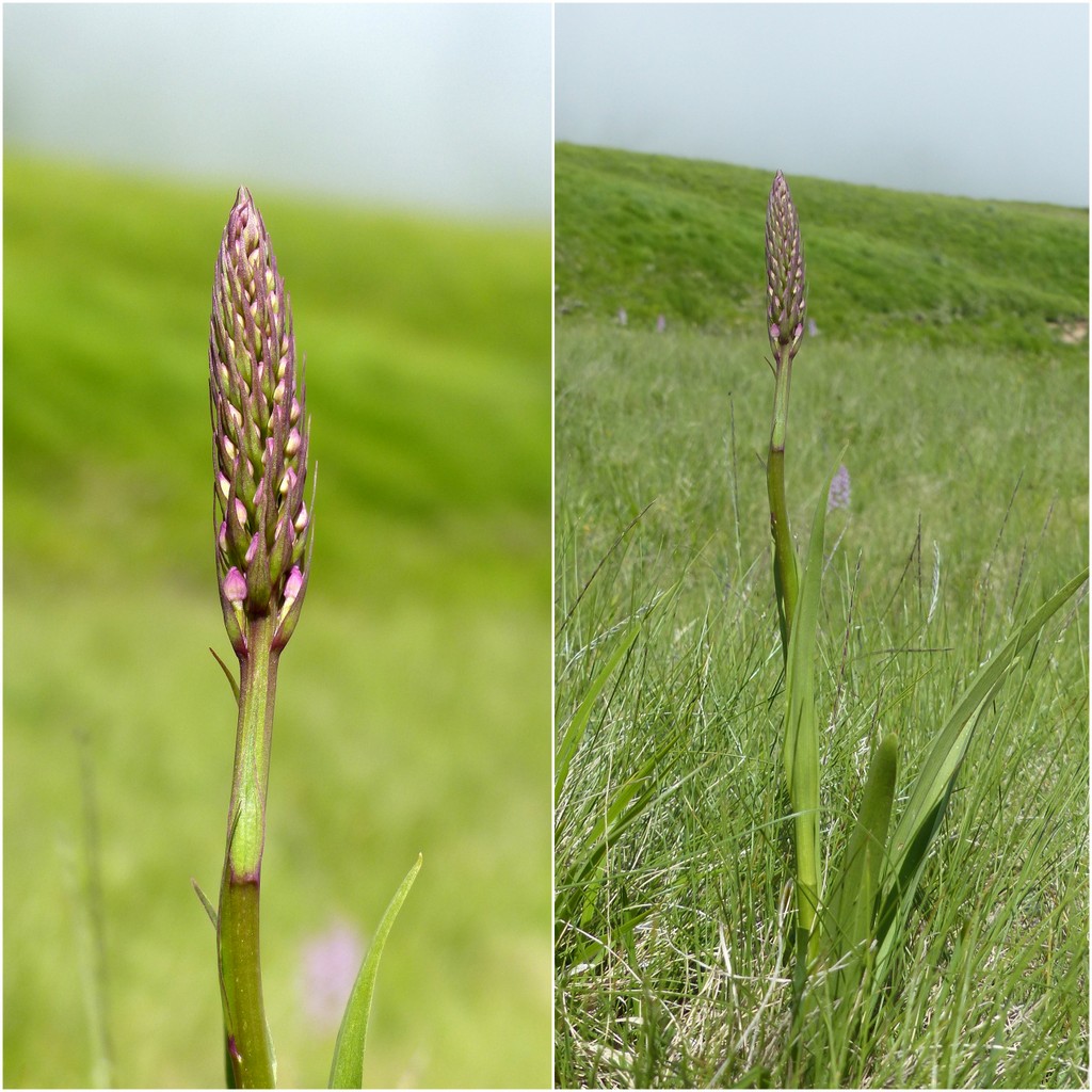 Gymnadenia conopsea var.aestivalis - Parco nazionale Gran Sasso e Laga  luglio 2020_2024.